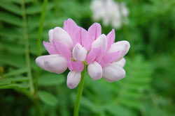 crown vetch flower