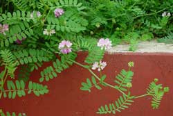 crown vetch stems