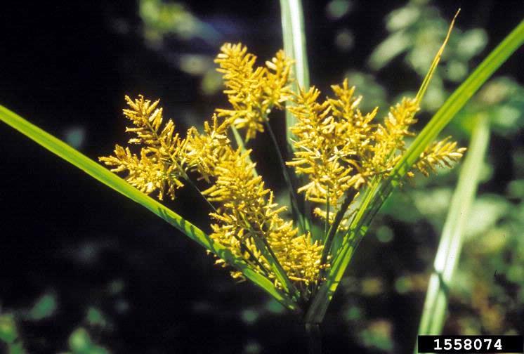 Image of Flower head of yellow nutsedge