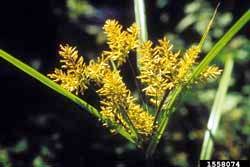 yellow nutsedge flower