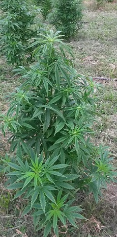Maine Grown Hemp Plant Maine Grown Hemp Plant