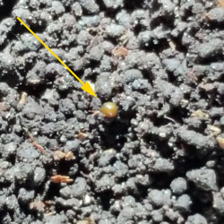 Crazy Worm cocoon in soil