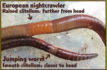 Amynthas Worm comparison with nightcrawler