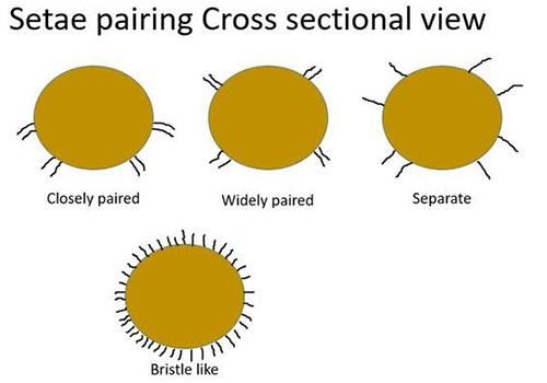 Satae pairing cross sectional view