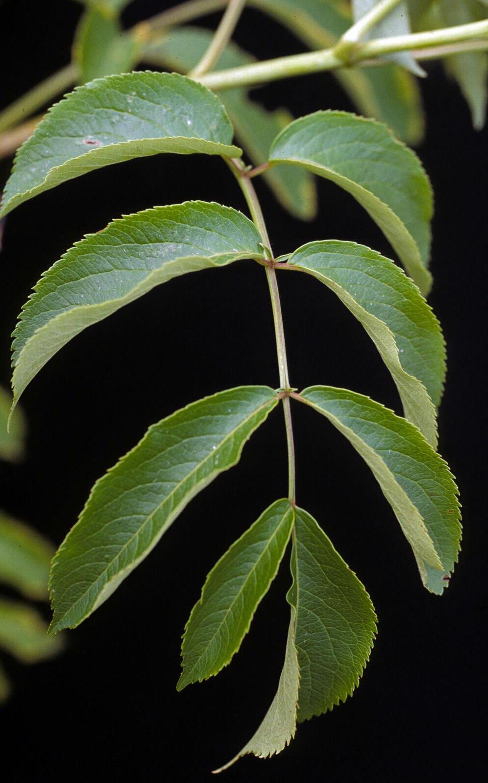 Elderberry Leaf