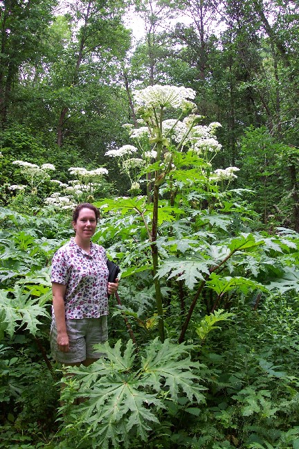 Giant Hogweed Horticulture: APH: Maine ACF