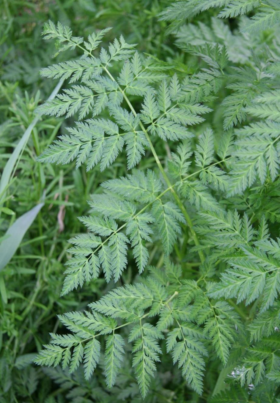 tree with fern like leaves minnesota