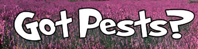 Got Pests Website