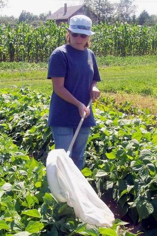 sweep net sampling