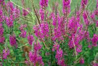 purple loosestrife