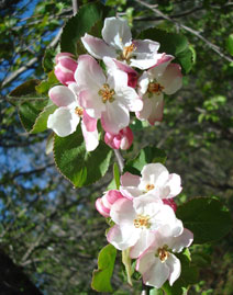 apple blossoms