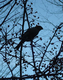 bird in tree silhouette