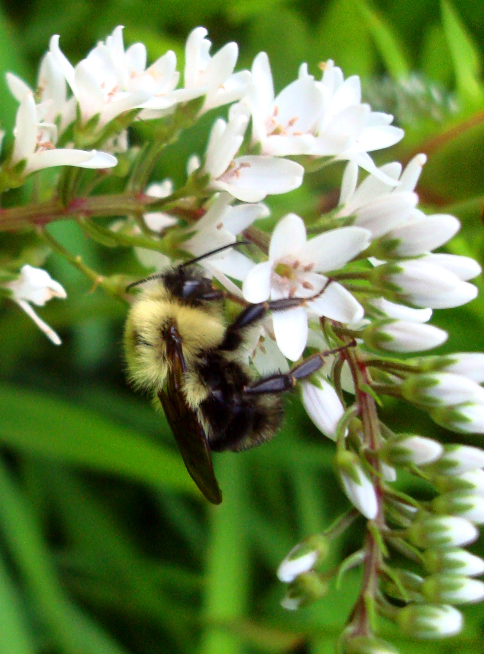sleeping bee