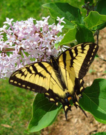 swallowtail butterfly