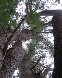 pine trees