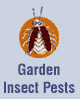 Garden Insect Pests
