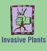 invasive plant problems
