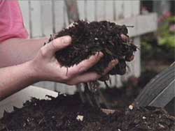 compost pile