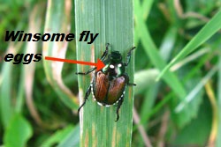 Japanese Beetle with Winsome Fly Eggs on its Back