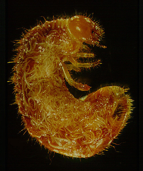 White Grub Infected with Hb Nematode