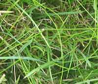 grass