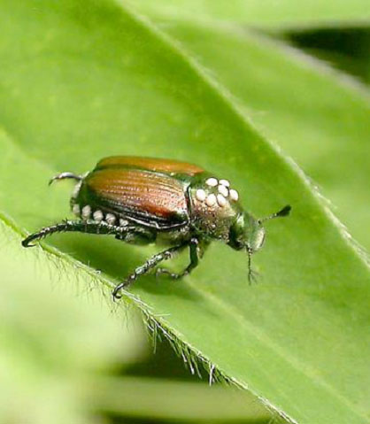 Fly parasite eggs on Japanese Beetle
