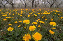 dandelions