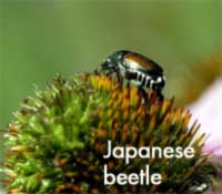Japanese beetle