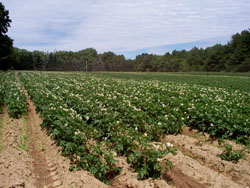 Potato field in full bloom
