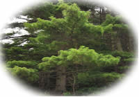tree growth information