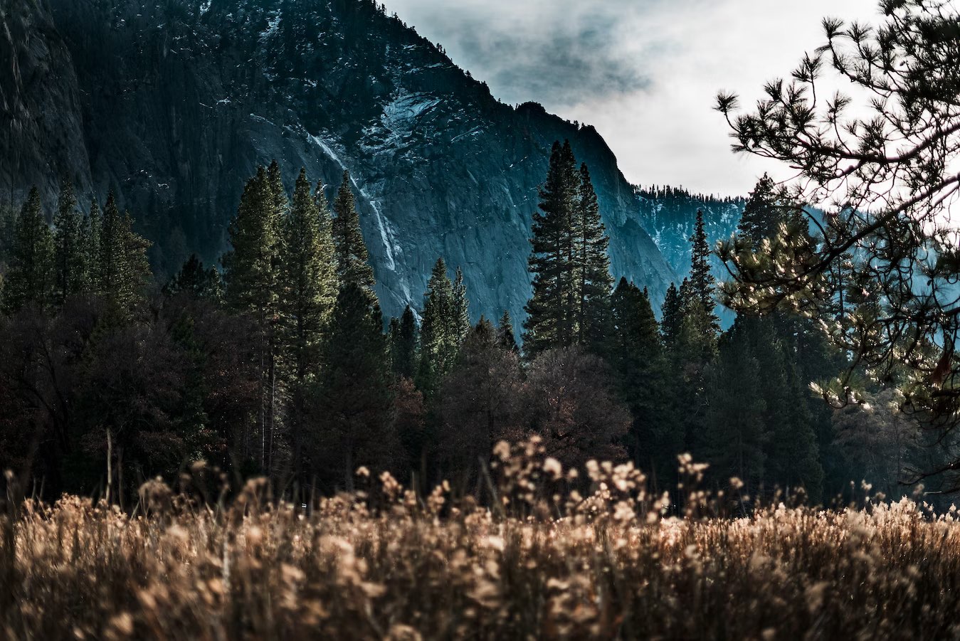 Mountains and trees in the winter