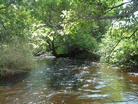 BIOMONITORING DOWNSTREAM WEB PHOTO