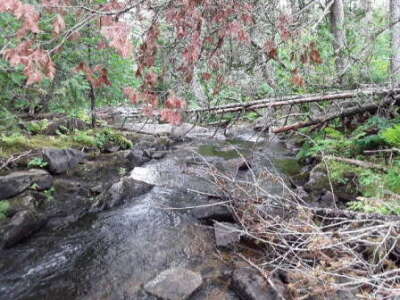 BIOMONITORING DOWNSTREAM WEB PHOTO