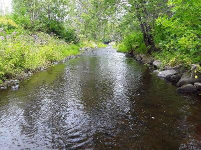 BIOMONITORING DOWNSTREAM WEB PHOTO