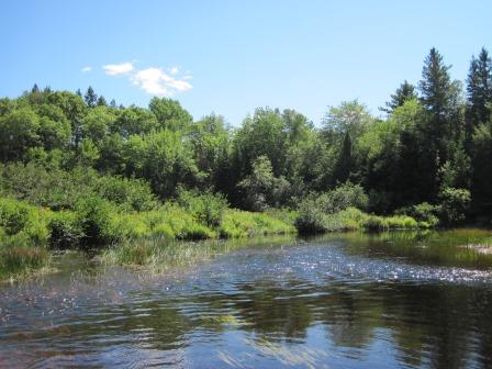 BIOMONITORING DOWNSTREAM WEB PHOTO