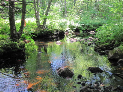 BIOMONITORING DOWNSTREAM WEB PHOTO