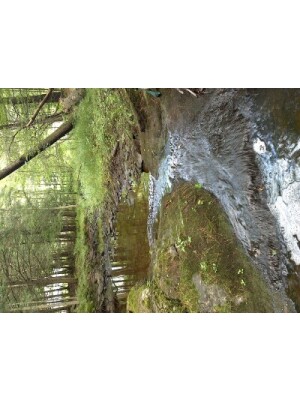 BIOMONITORING UPSTREAM WEB PHOTO