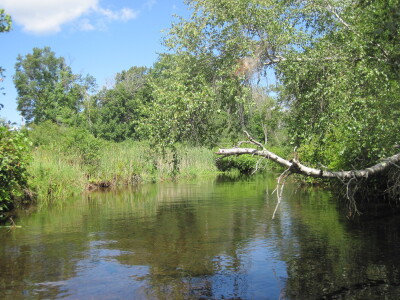 BIOMONITORING UPSTREAM WEB PHOTO