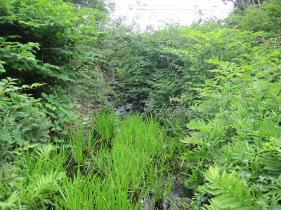 BIOMONITORING DOWNSTREAM WEB PHOTO