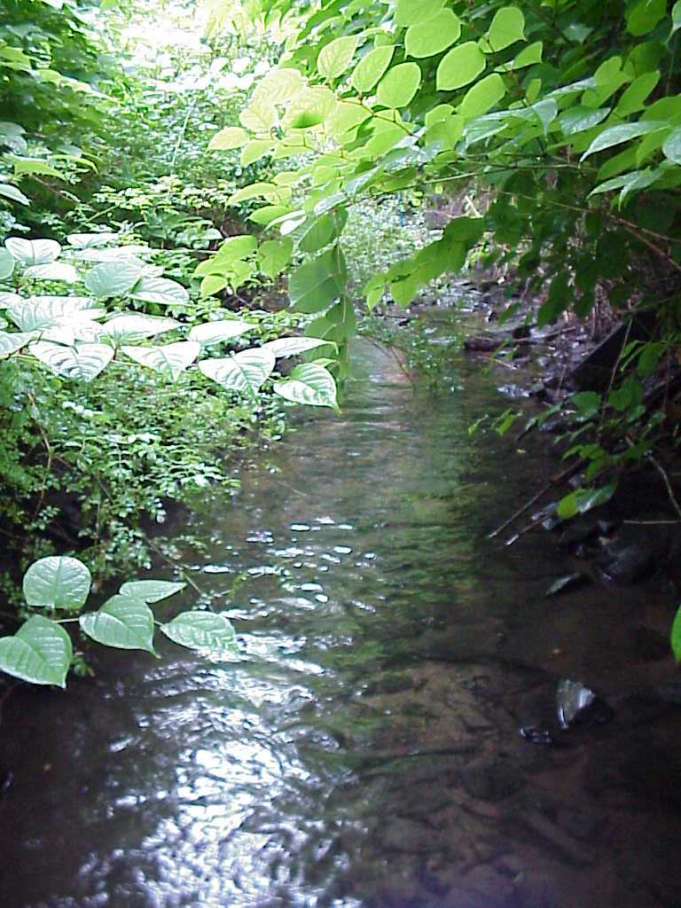 BIOMONITORING UPSTREAM WEB PHOTO