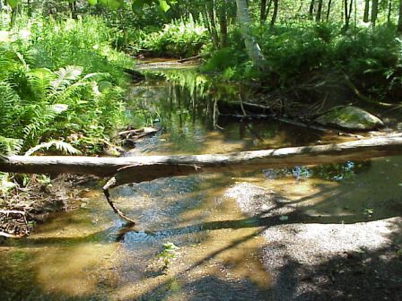 BIOMONITORING DOWNSTREAM WEB PHOTO