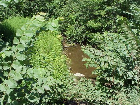 BIOMONITORING UPSTREAM WEB PHOTO