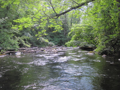 BIOMONITORING DOWNSTREAM WEB PHOTO
