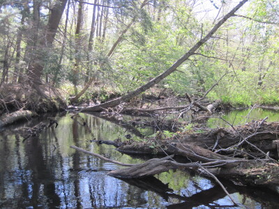 BIOMONITORING UPSTREAM WEB PHOTO