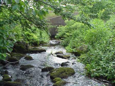BIOMONITORING DOWNSTREAM WEB PHOTO