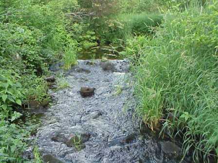 BIOMONITORING UPSTREAM WEB PHOTO
