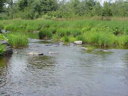 BIOMONITORING UPSTREAM WEB PHOTO