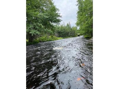 BIOMONITORING DOWNSTREAM WEB PHOTO