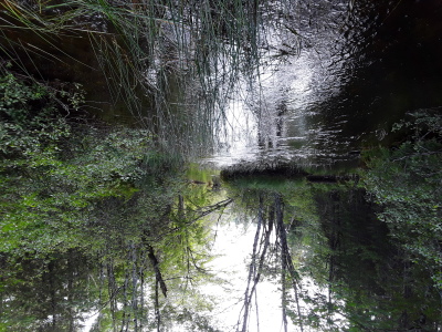 BIOMONITORING DOWNSTREAM WEB PHOTO