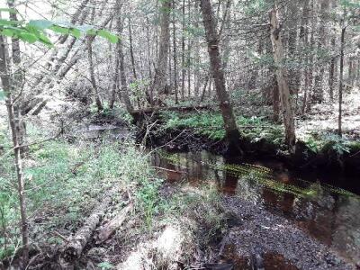 BIOMONITORING DOWNSTREAM WEB PHOTO